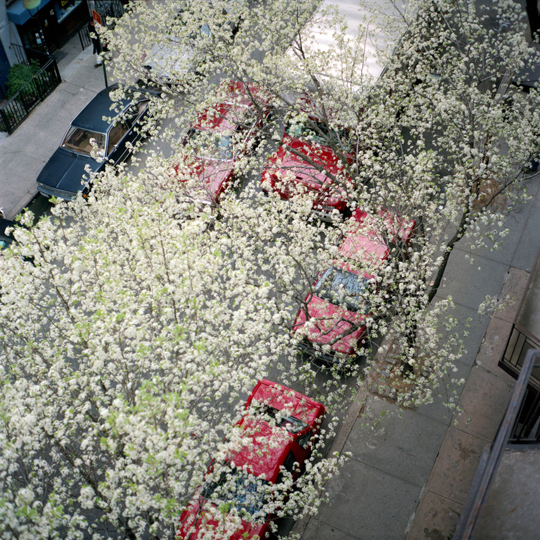 Blossoms
#987 015
NewYork 1997
©AnjaConrad