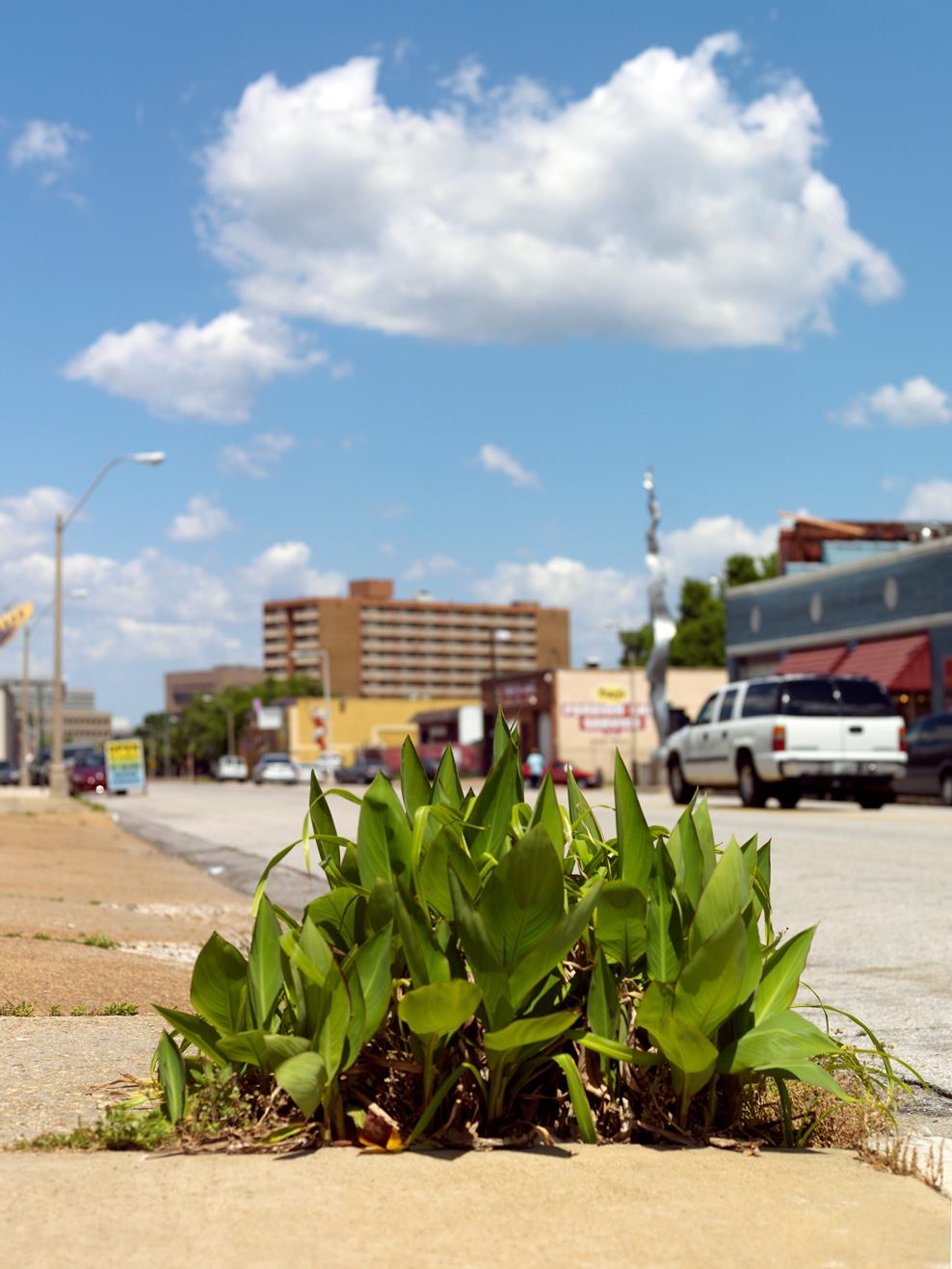 Weeds
#16379
Memphis 2012
©AnjaConrad